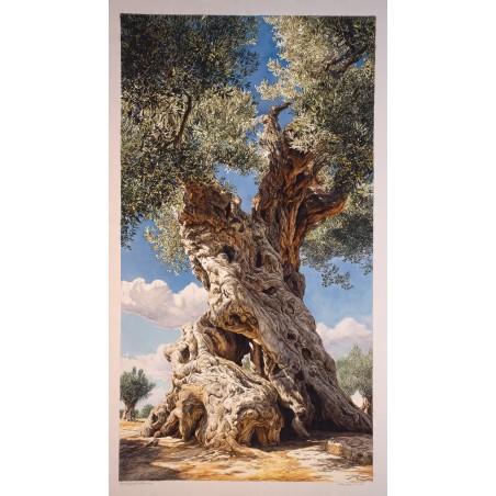 Stampa fine art di un antico ulivo secolare con tronco nodoso contro un cielo azzurro e nuvole bianche.