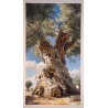 Stampa fine art di un antico ulivo secolare con tronco nodoso contro un cielo azzurro e nuvole bianche.