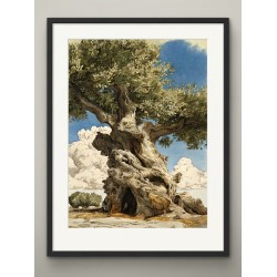 OLIVO SECOLARE ACQUERELLO FINE ART